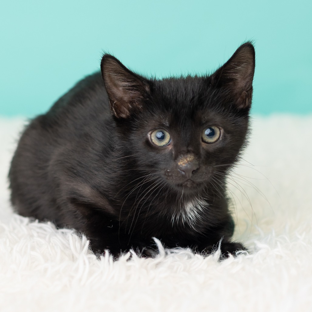 Barnabas Neko