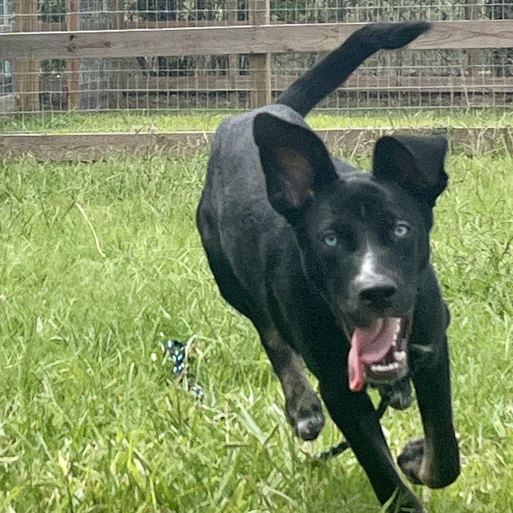 JUICY FRUIT - Mixed Breed (Medium) available for adoption