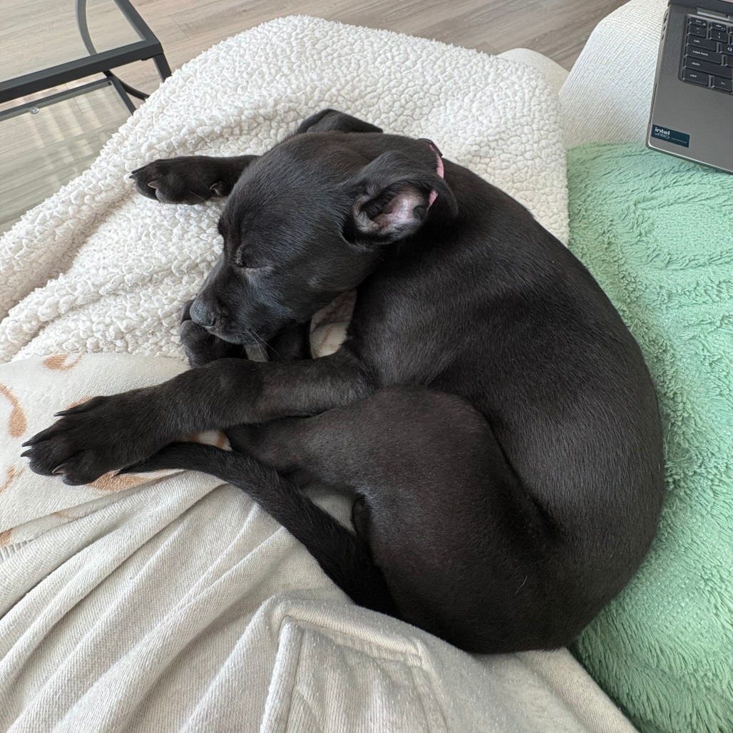 Darling Daffodil — thumbnail 11