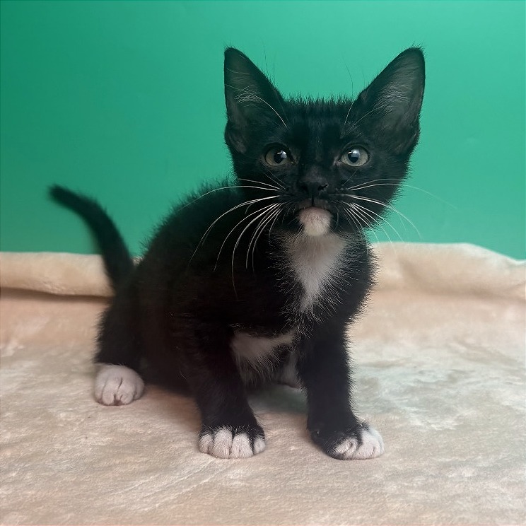 RASPBERRY TORTE - Domestic Shorthair available for adoption