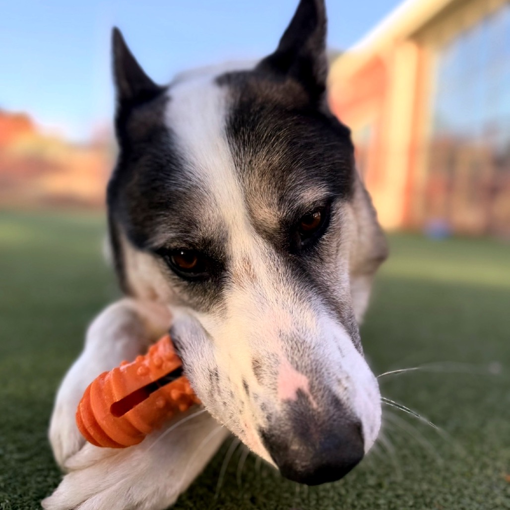 Benny, photo 8