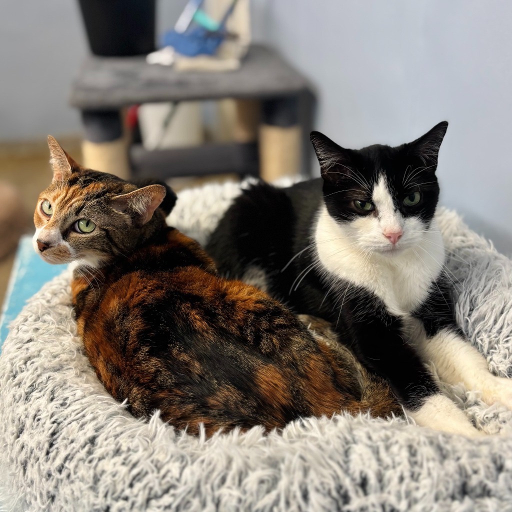 Image of Wilma looking at the camera