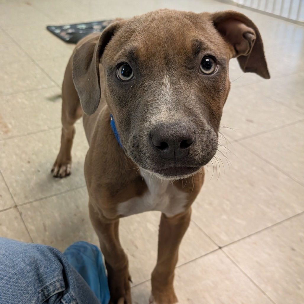 Ryan is available for adoption at Tulsa SPCA