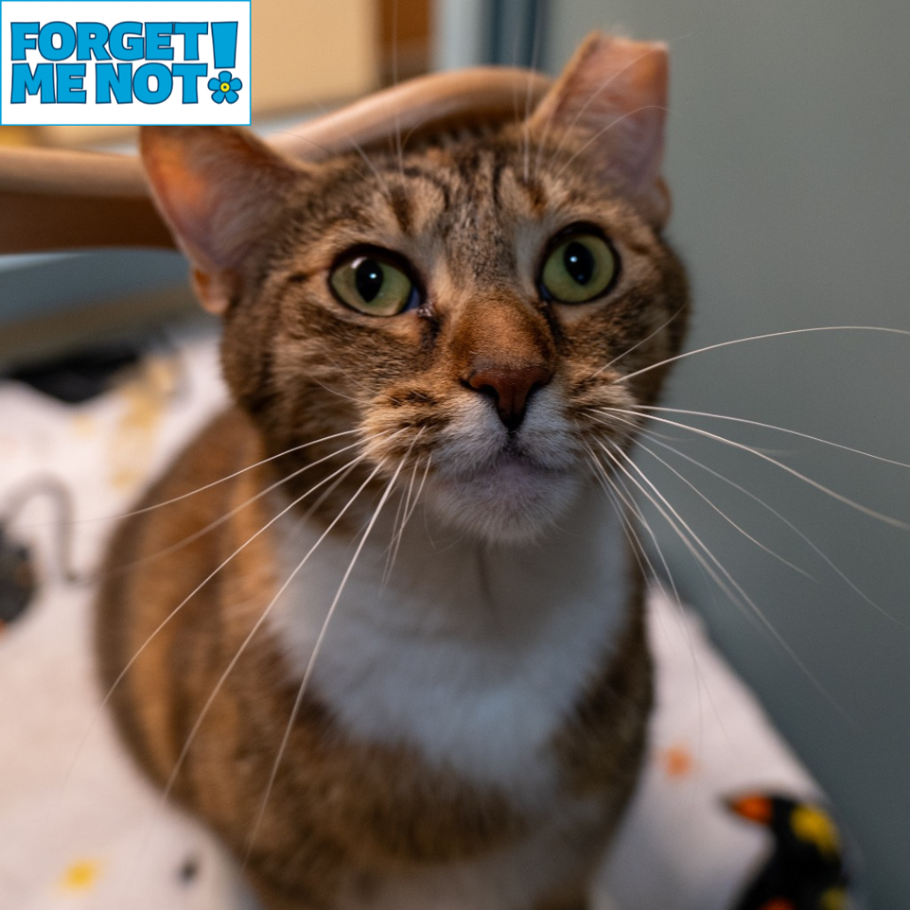 BANANA - Domestic Shorthair available for adoption