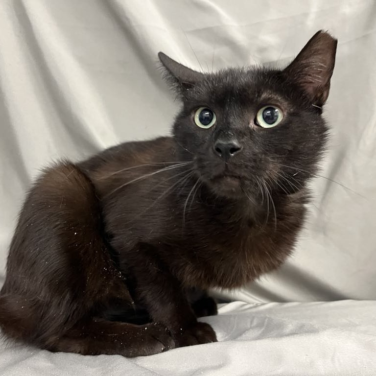 Ebon — thumbnail 2