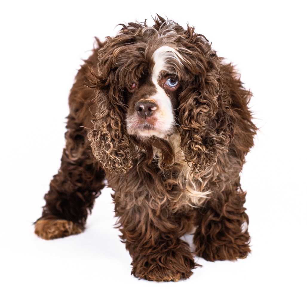Cocker Spaniel
