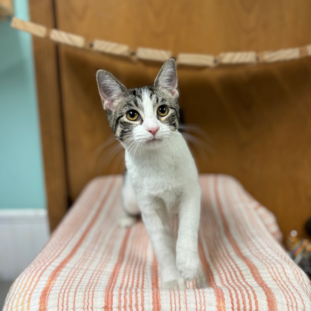 Vada--At Pet Supplies Plus***ADOPTION PENDING***, photo 3