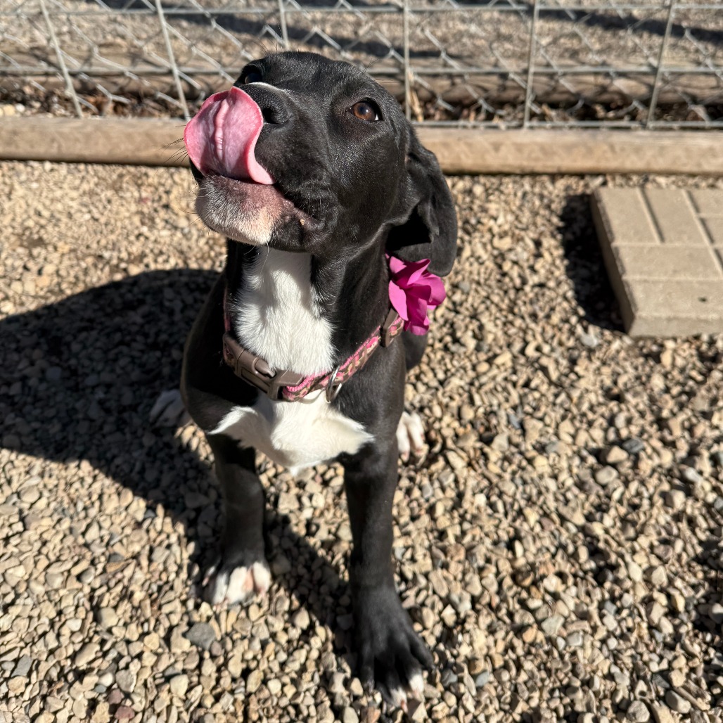 Violet is available for adoption at Shelter From the Storm Animal Rescue