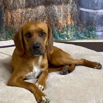 Photo of Joey (Cooper)