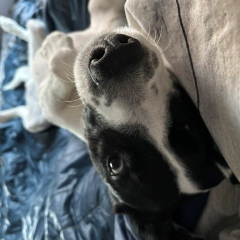 Brie--In Foster, photo 12