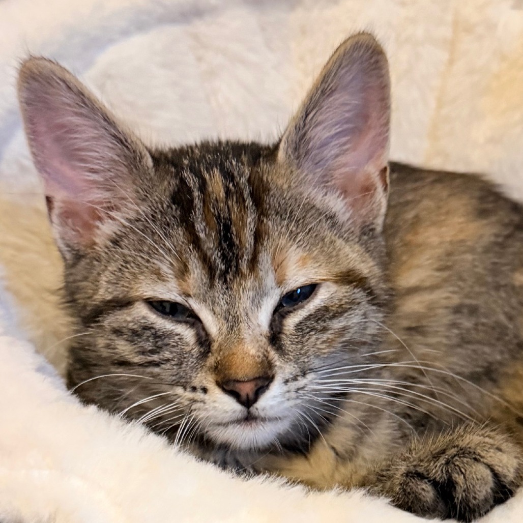Countess Catula, photo 6