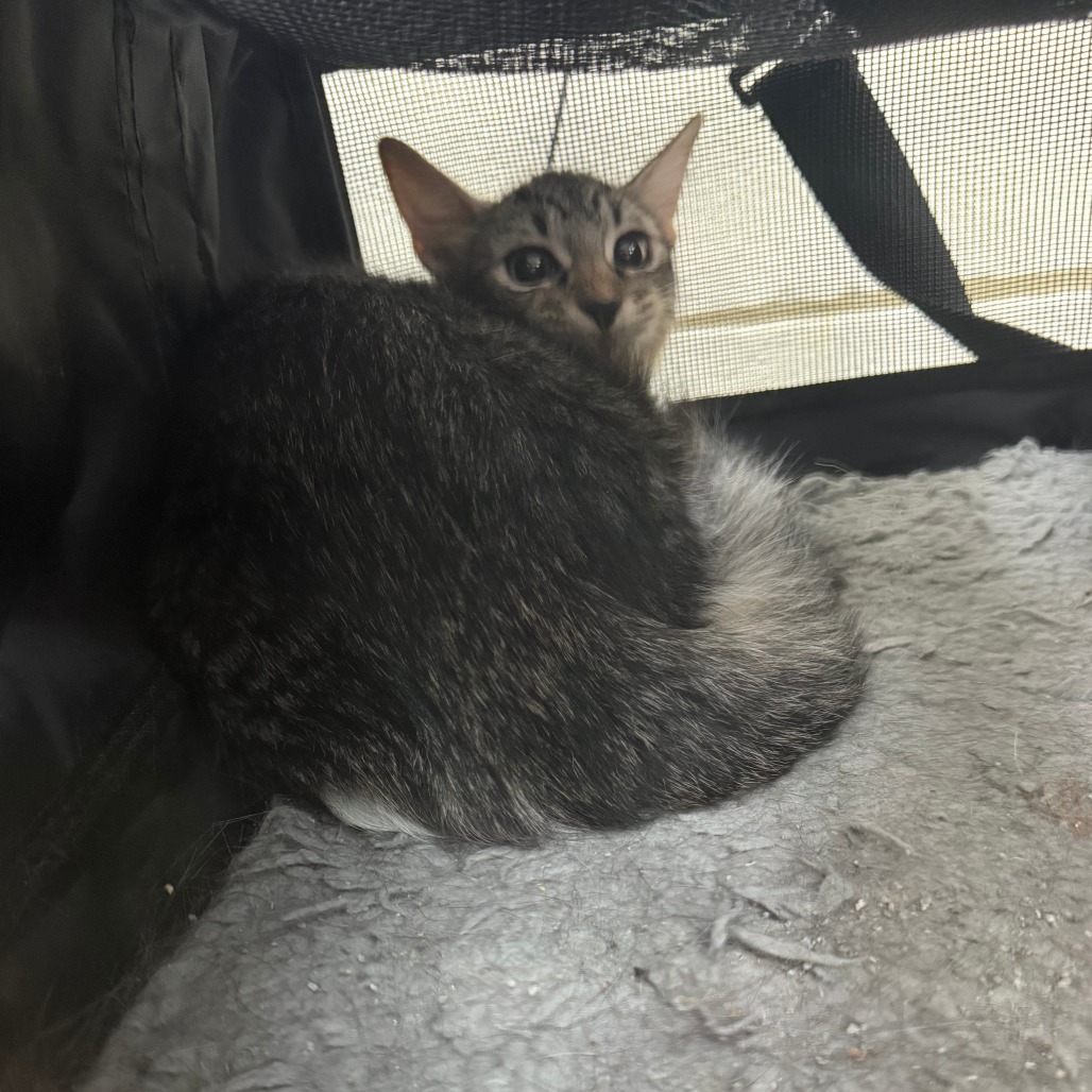 KITTEN 1 Image