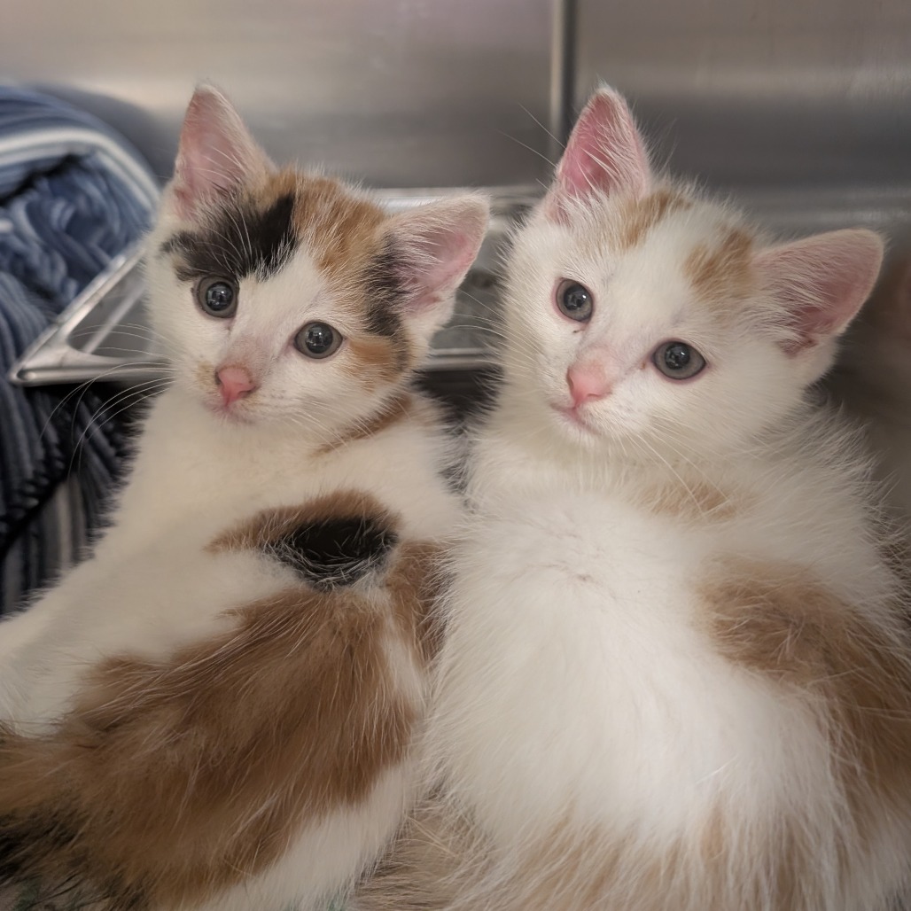 NATE ARCHIBALD - Domestic Shorthair available for adoption