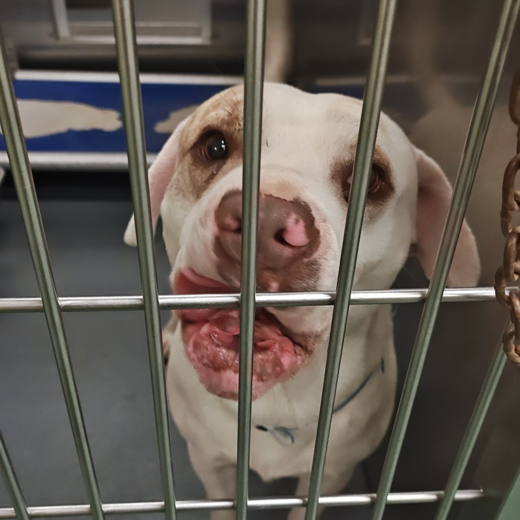 VAGAS — thumbnail 4