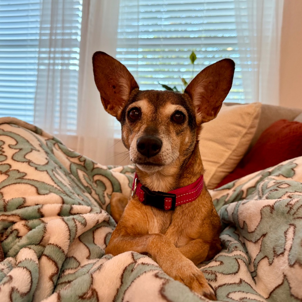 ALEXUS - Chihuahua / Terrier available for adoption