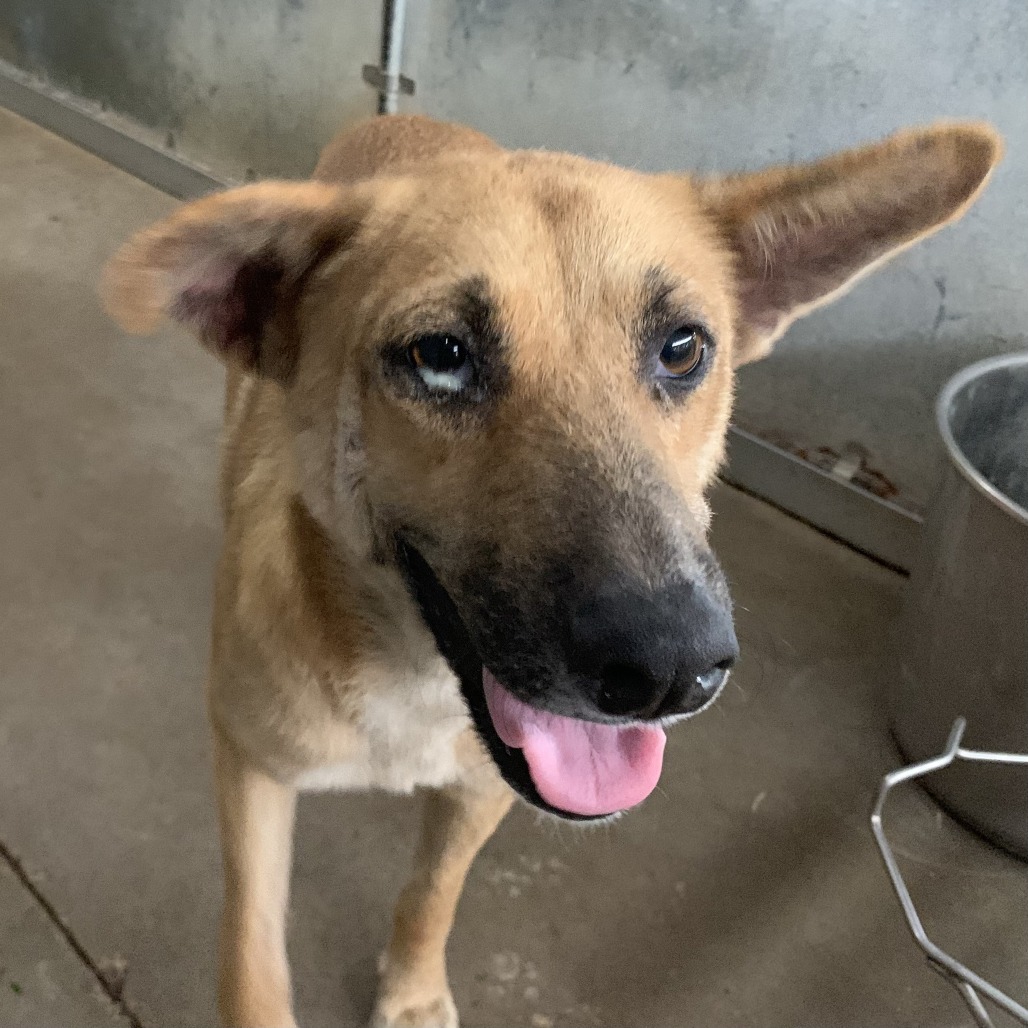 CARNATION - Malinois / Belgian available for adoption