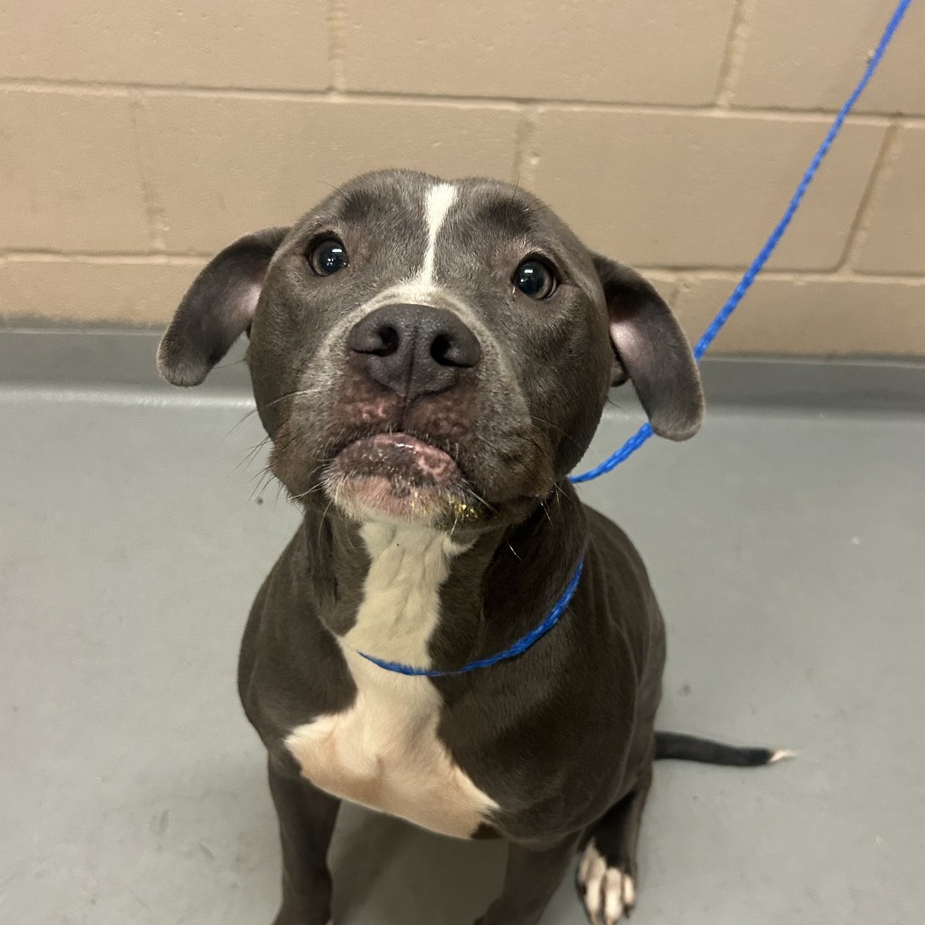 Pit Bull