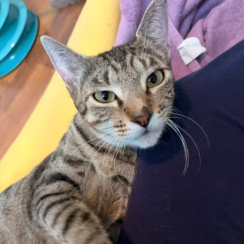 AFFOGATO - Domestic Shorthair available for adoption