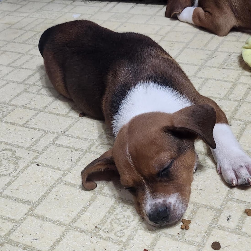DAVID - Mixed Breed (Medium) available for adoption