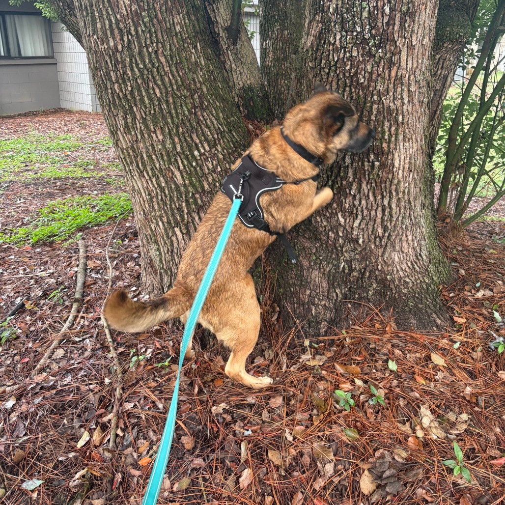 Milo, photo 15