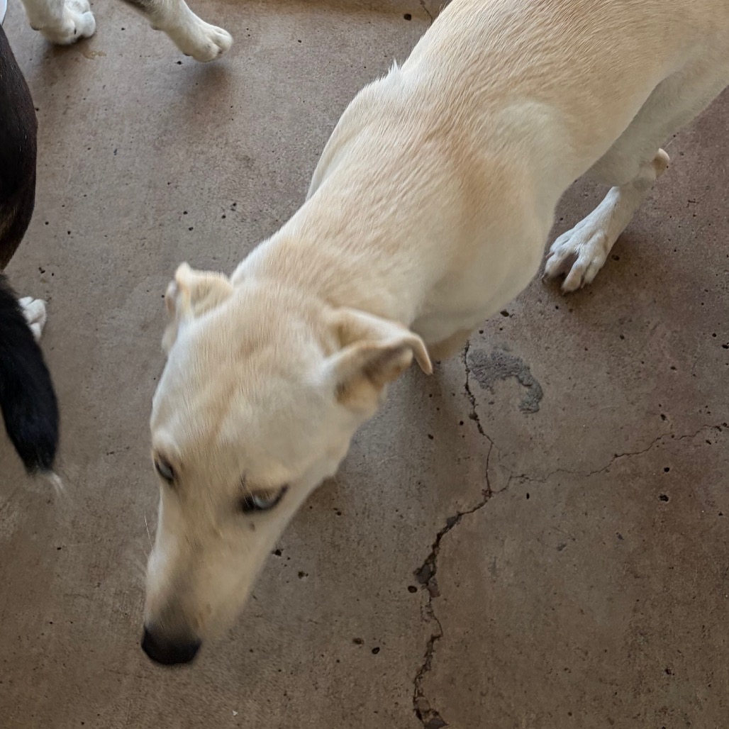 SHELLY - Shepherd / Mixed Breed (Medium) available for adoption