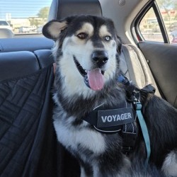 Keanu: Male 27 Malamute, Alaskan