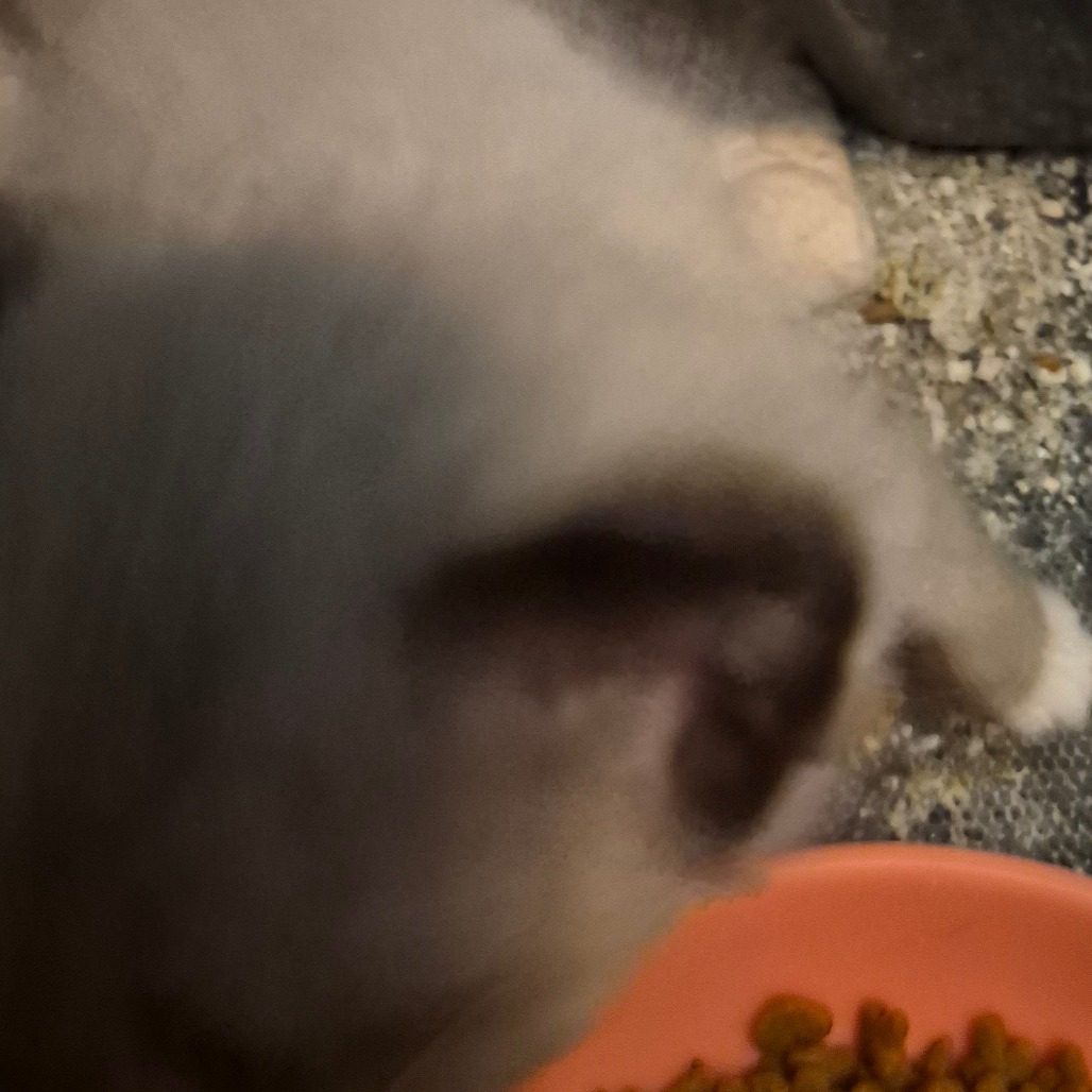 AMERICANO - Snowshoe available for adoption