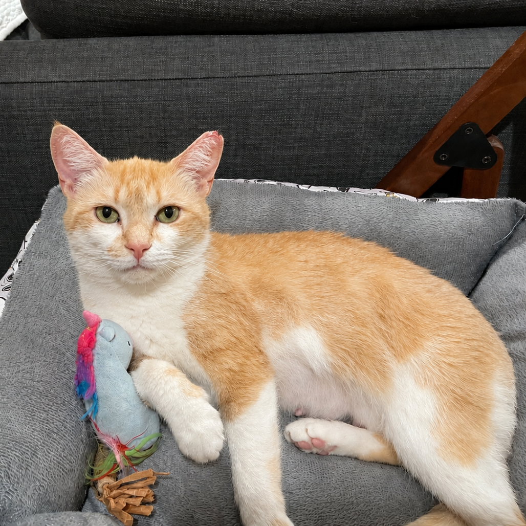 TANGERINA JOLIE - Domestic Shorthair for adoption in Silver Spring