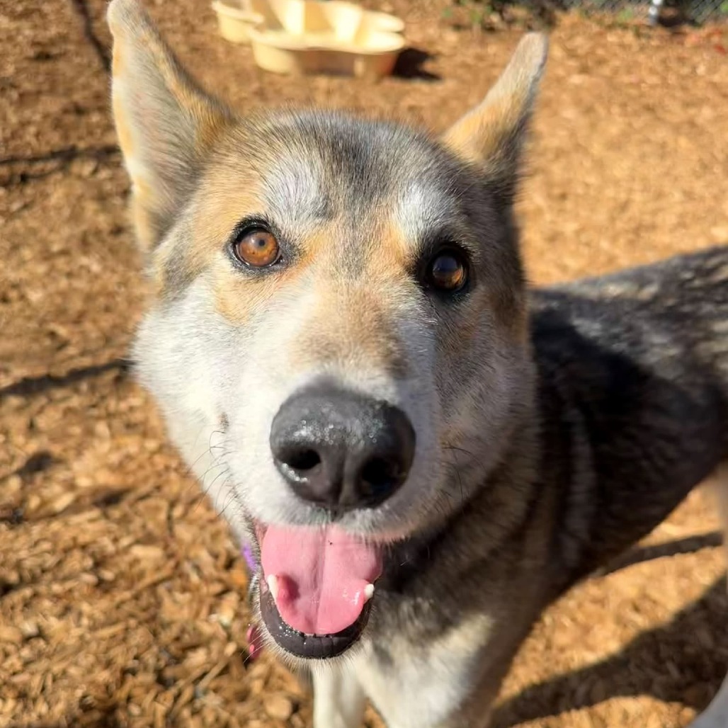 Siberian