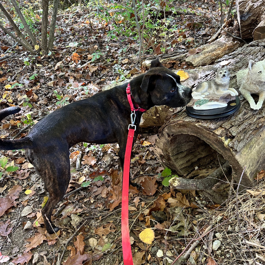 Gage, photo 40