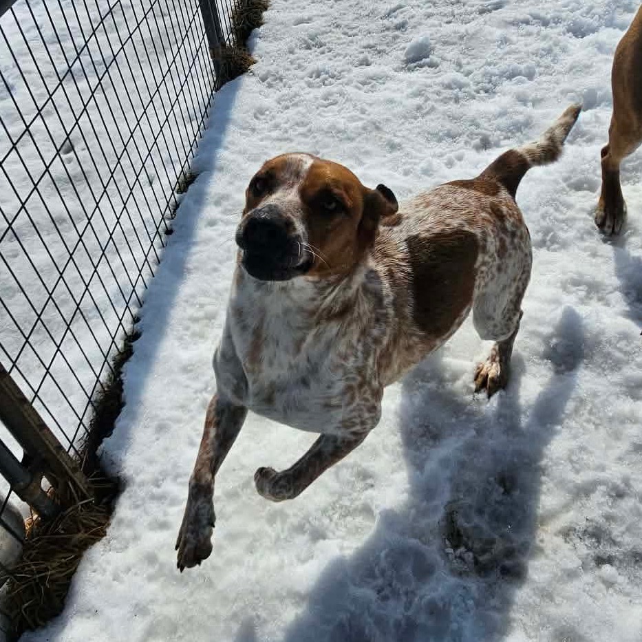 Scotch- Graduated Paws-in-Prison training program!, photo 11