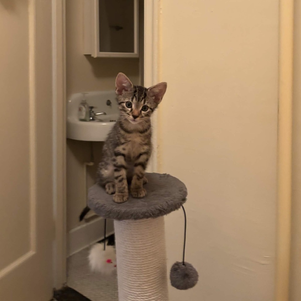RAINFOREST CAFE - Domestic Shorthair available for adoption