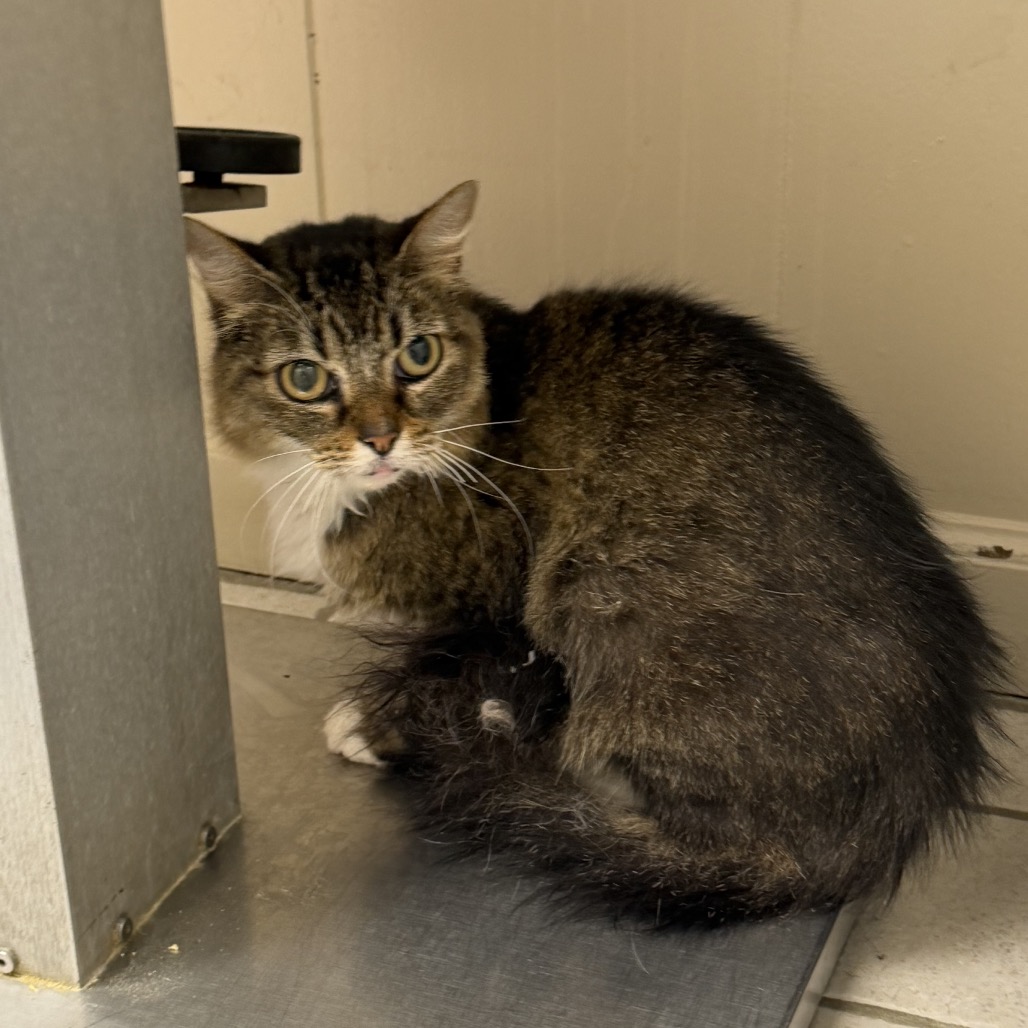 Tusc Stray 85447