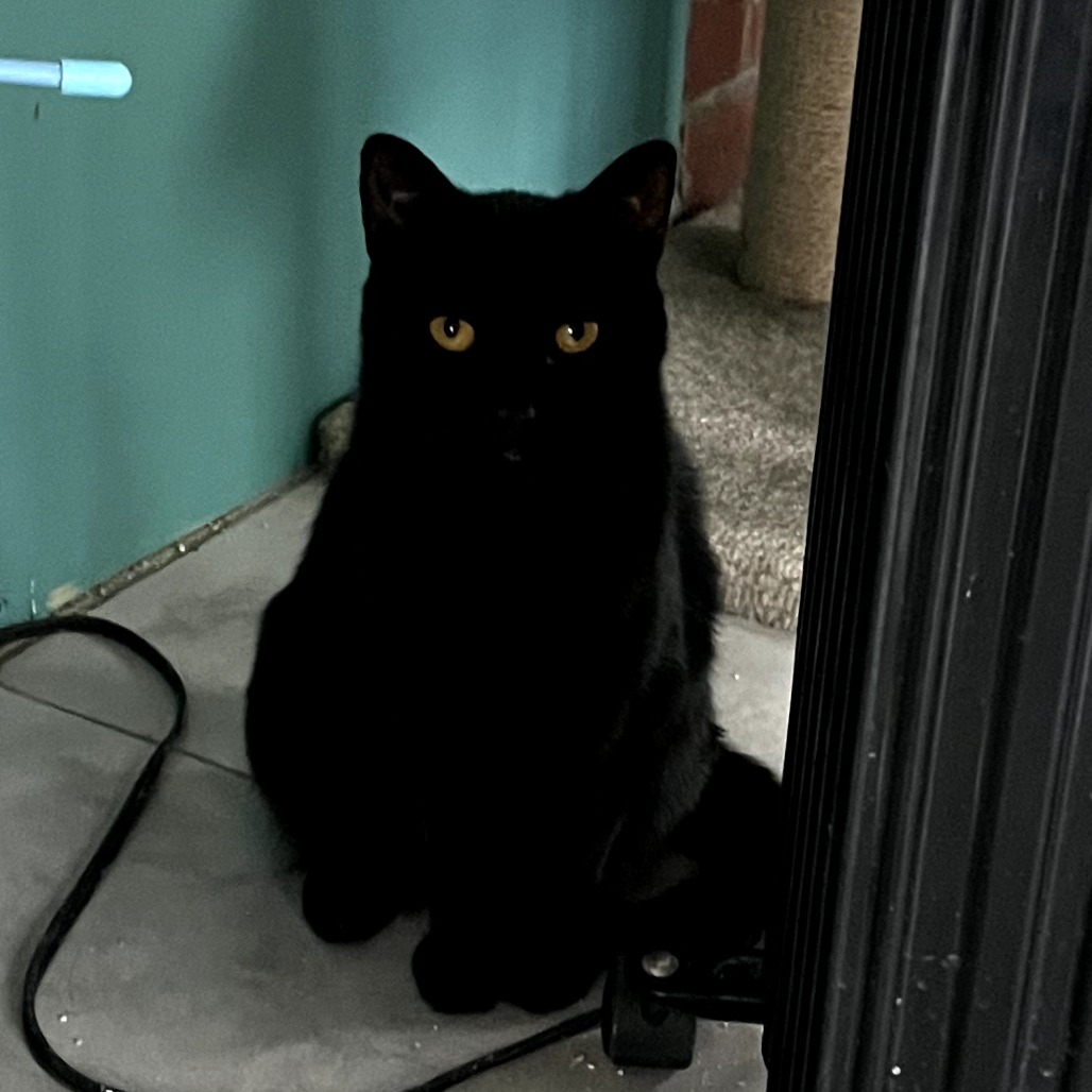 Blossom — thumbnail 2