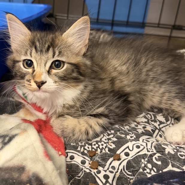 Gabriella : Female 3 Domestic Shorthair