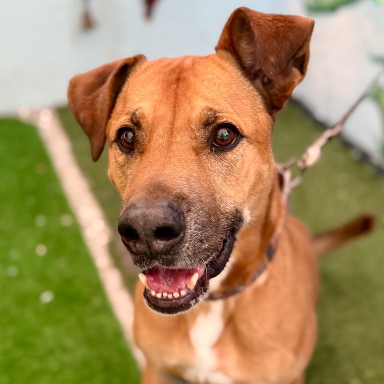 Another portrait of Angus