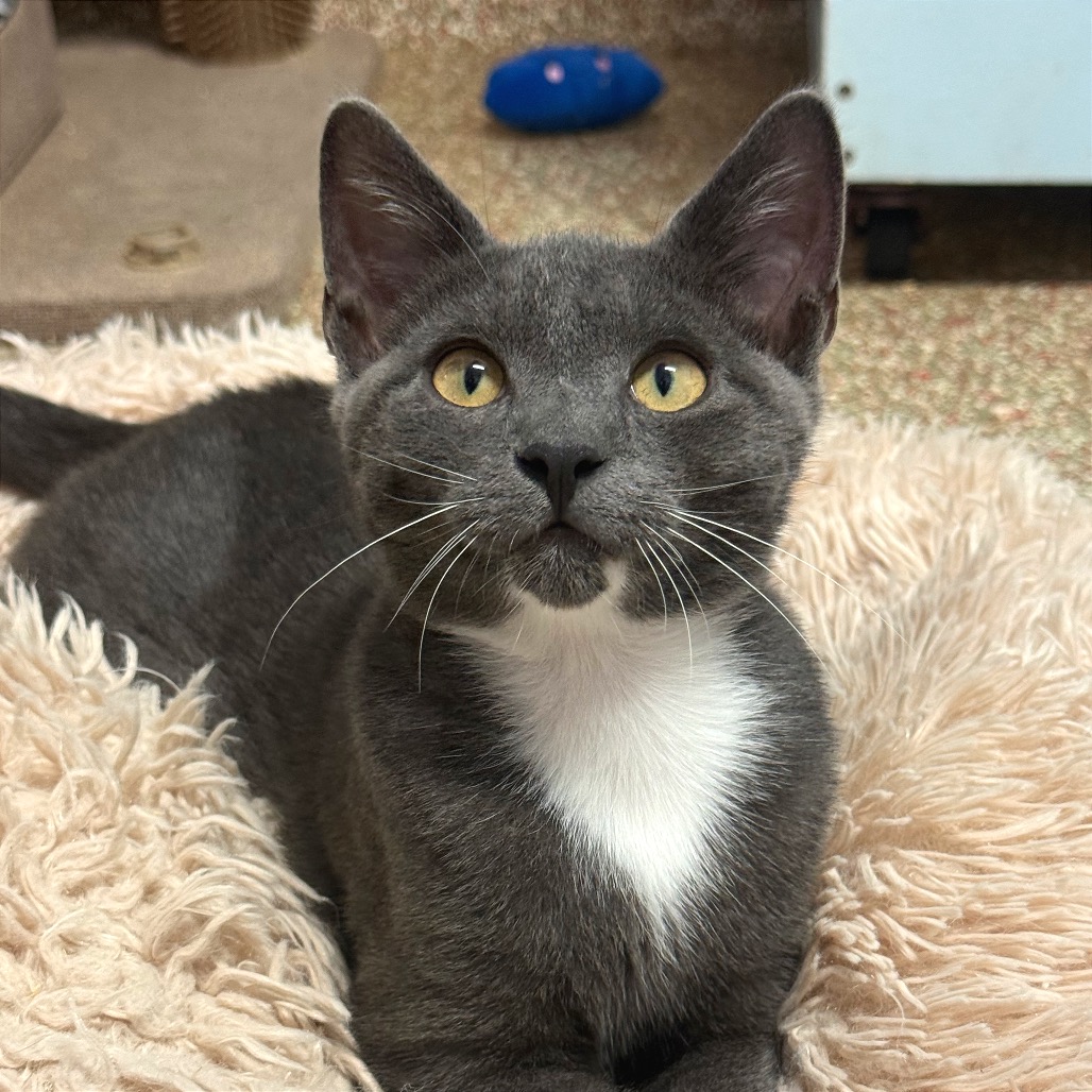 MR.305 - Domestic Shorthair available for adoption