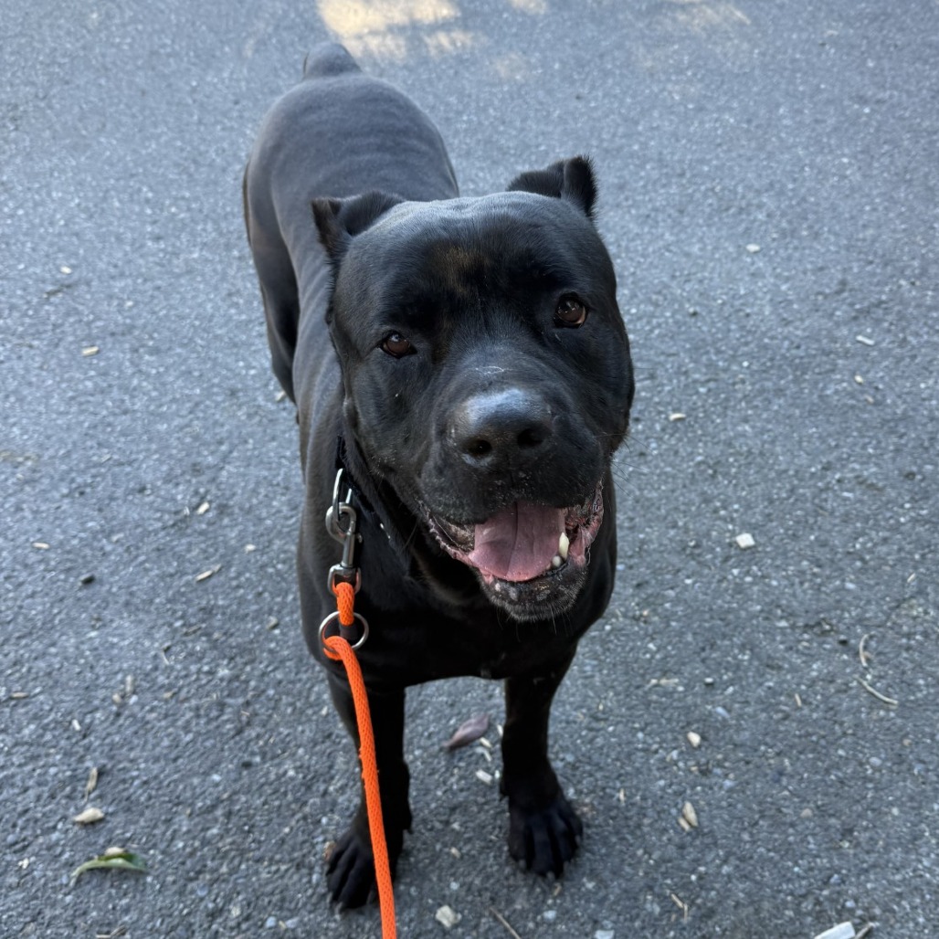 Mastiff