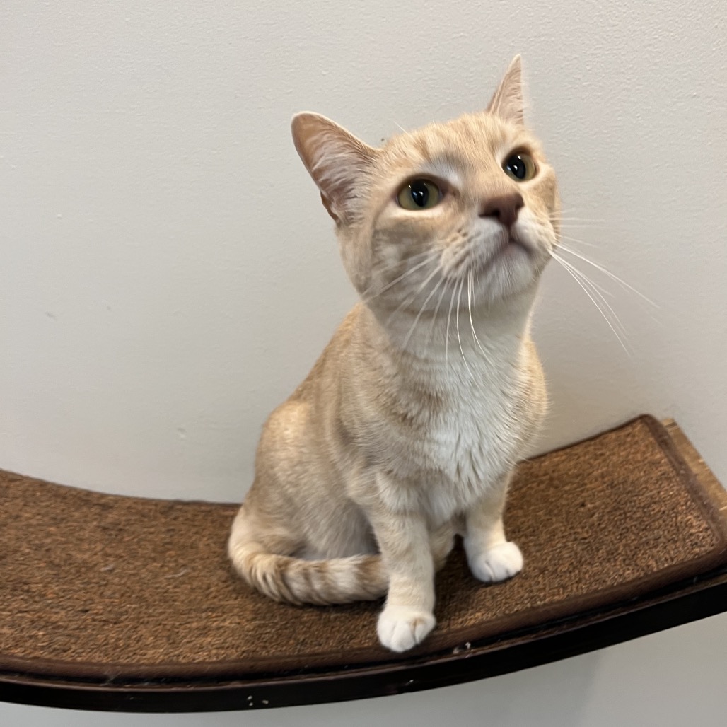 KIZMET - Domestic Shorthair available for adoption