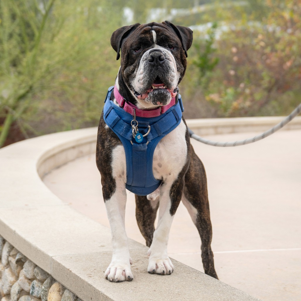 Bulldog