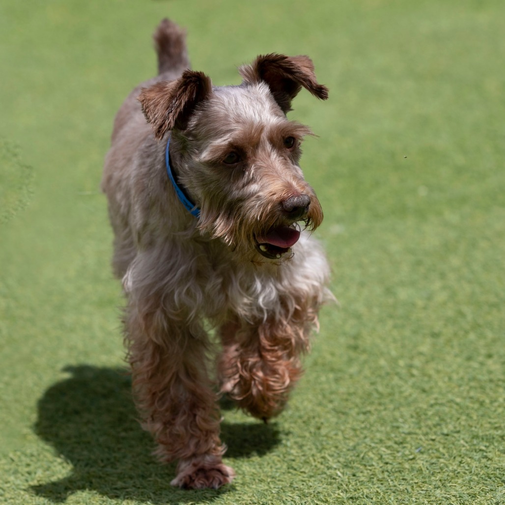 Charlie (JN26-59), photo 7