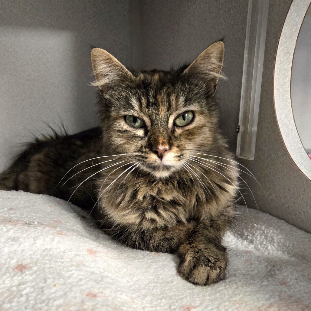 KIESZA - Domestic Longhair available for adoption