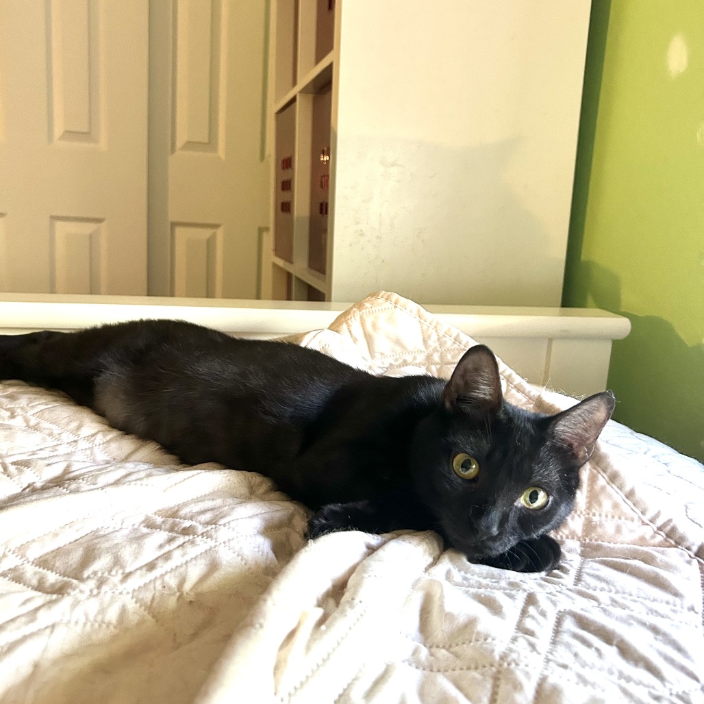 Kahlua, photo 4