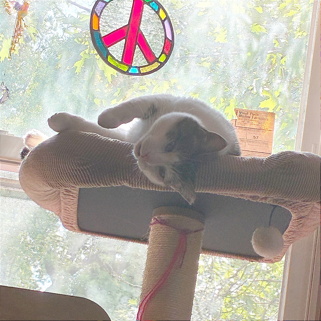 Lucy, photo 30