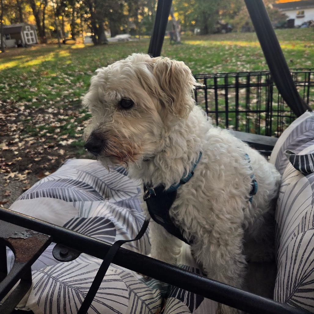Toby, a Poodle / Bichon Frise