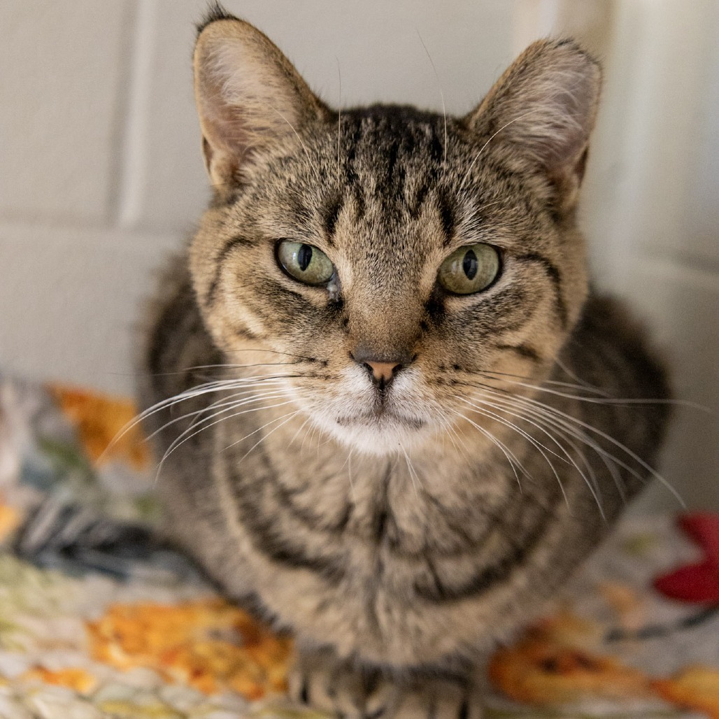 KATE SPAYED - Domestic Shorthair available for adoption