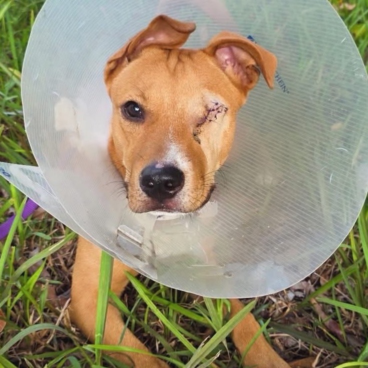 BAILEY - Terrier / Shepherd available for adoption