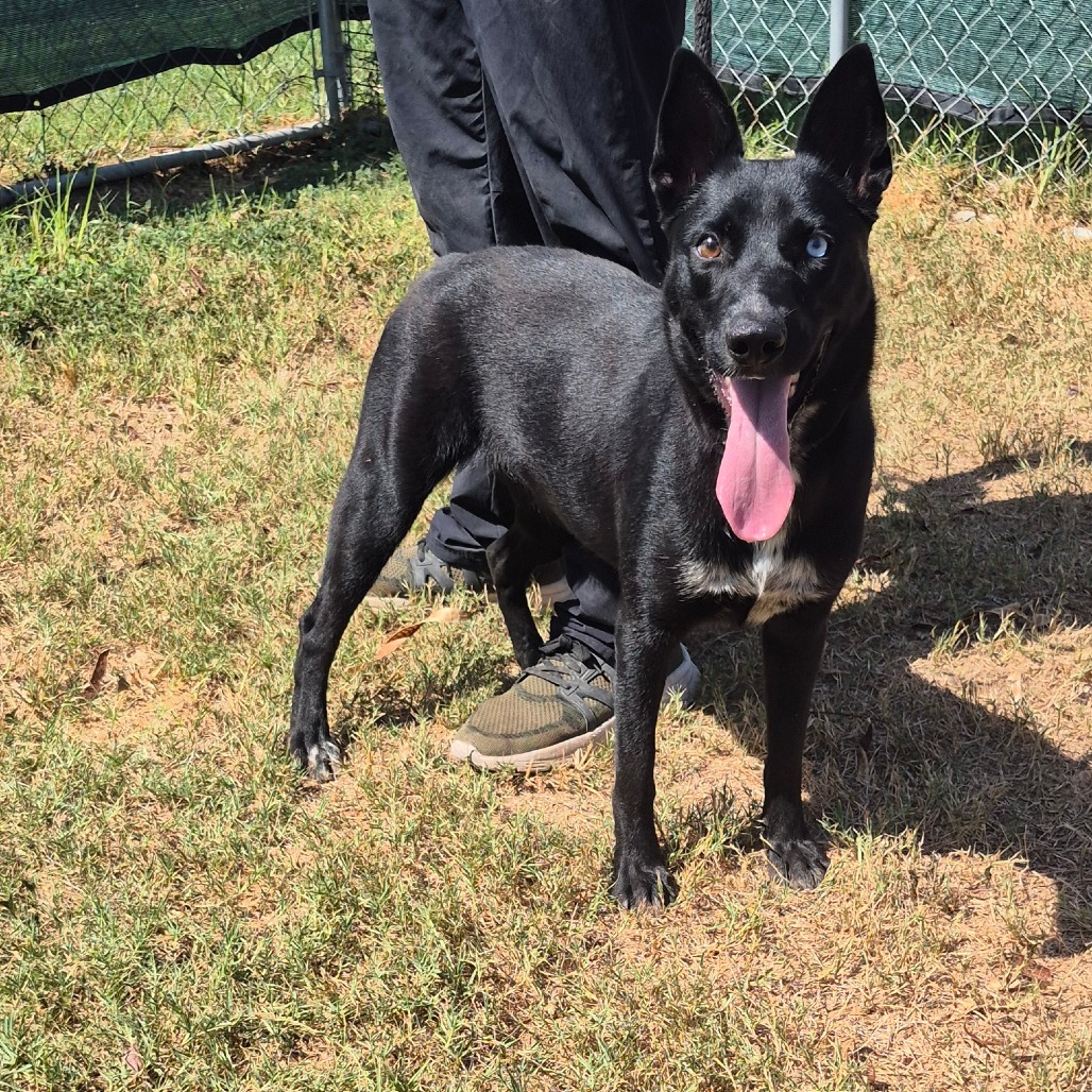 DAPHNE - Husky / Mix available for adoption