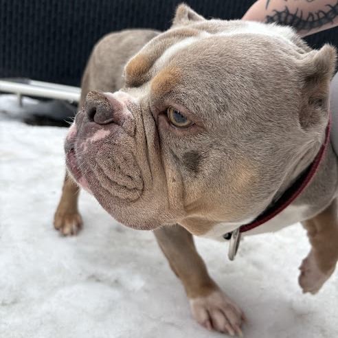 Photo of Rosegold 7