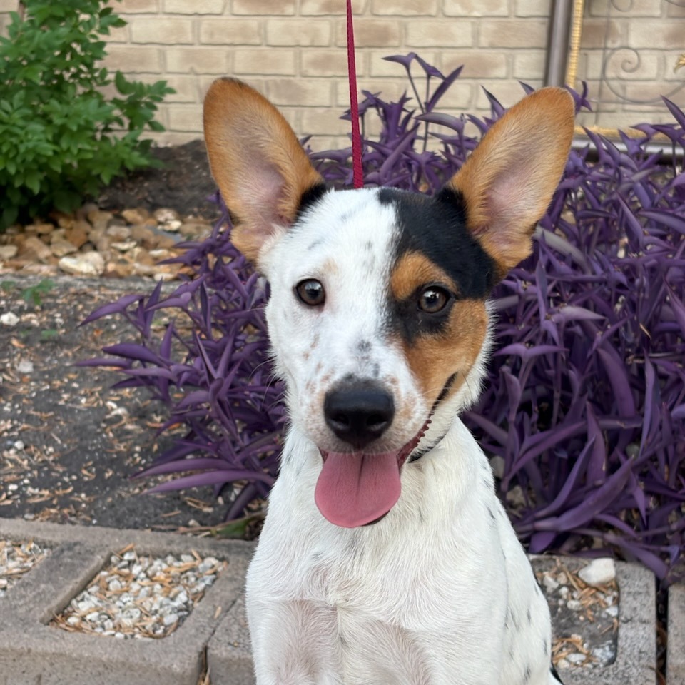 Baxter, photo 3